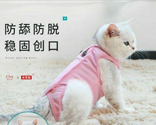 猫咪绝育后饮食指南：吃什么有助于恢复？