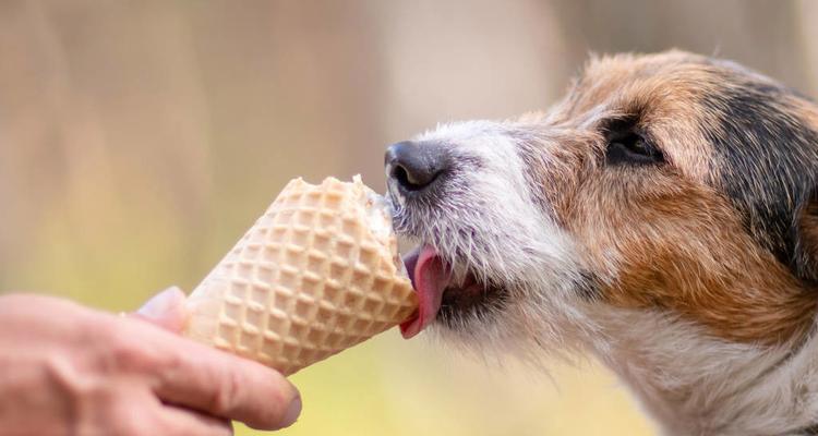 没断奶的狗吃什么好？适合幼犬的营养食物推荐？