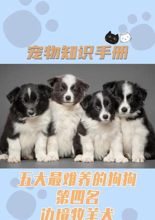 男生适合养什么狗狗？选择适合自己的犬种有哪些要点？