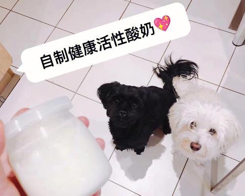 狗狗可以吃乳酸菌吗？乳酸菌对狗狗有哪些好处？