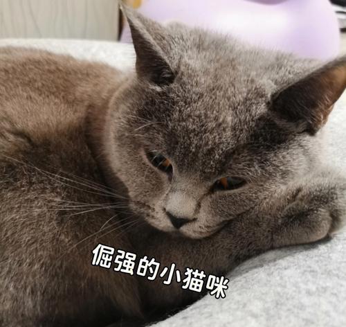 我家猫咪不喝羊奶粉怎么办？如何解决猫咪不喝羊奶粉的问题？