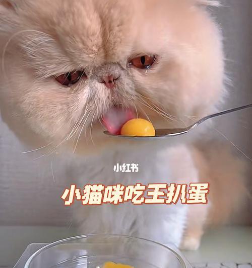 五个月大的猫咪可以开始吃肉吗？需要注意什么？