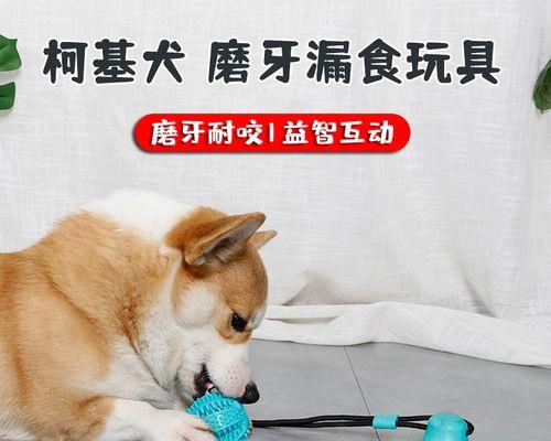 小狗都检查什么东西？宠物健康检查项目有哪些？