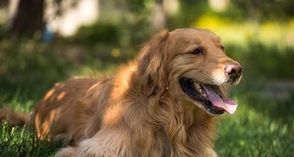 小孩子养什么狗狗好？选择适合孩子的犬种指南