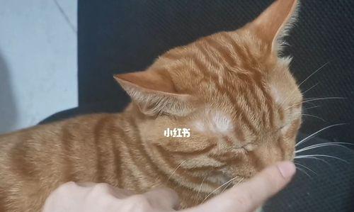 小猫鼻子喝奶怎么办？如何正确喂养小猫？