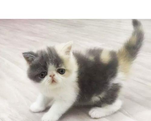 小猫大猫是什么意思？这个网络流行语背后的含义是什么？