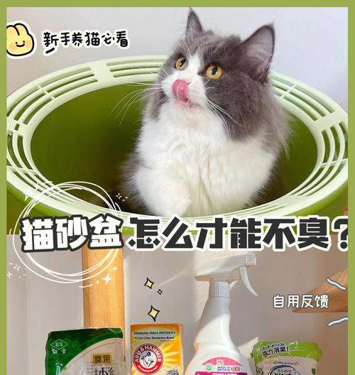 小猫多大开始使用猫砂盆？正确训练方法是什么？