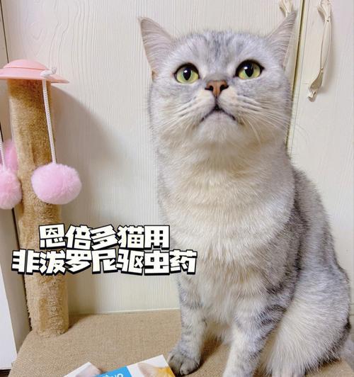 小猫驱虫要注意什么？正确驱虫的步骤和注意事项是什么？