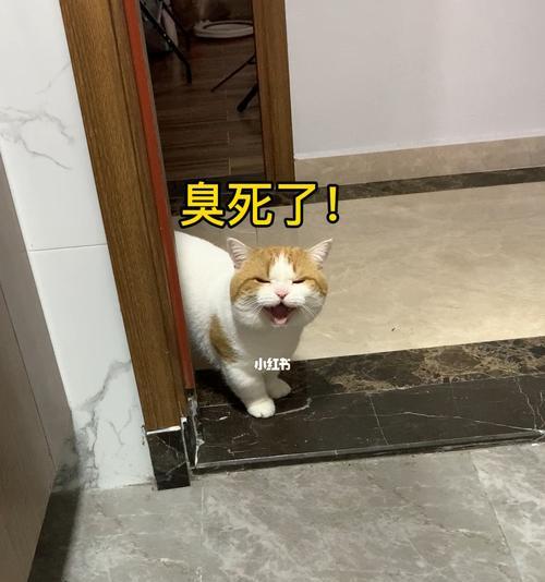 小猫如何教它大小便？训练小猫上厕所的正确方法是什么？