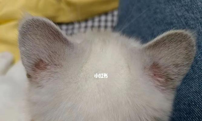 小猫身上出现白色皮屑是什么原因？如何处理？