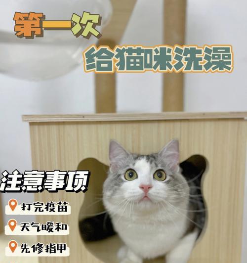 小猫洗澡后多久能打疫苗？需要注意什么？