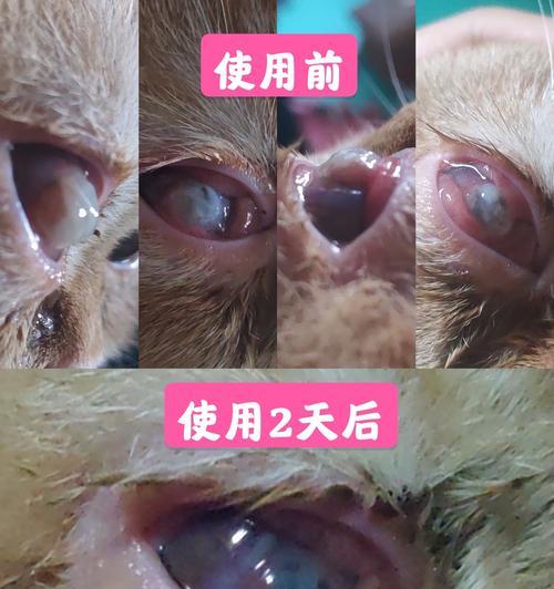 小猫用氯霉素滴眼液安全吗？使用过程中应注意什么？