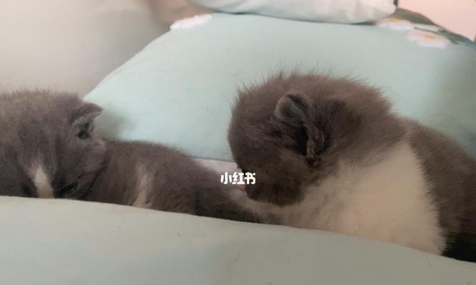 一个多月小猫每天应该吃多少食物？喂食量和频率如何掌握？