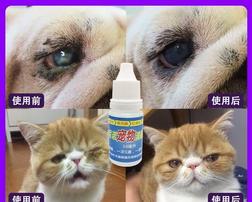 给小猫上滴眼液的正确方法是什么？需要特别注意哪些事项？