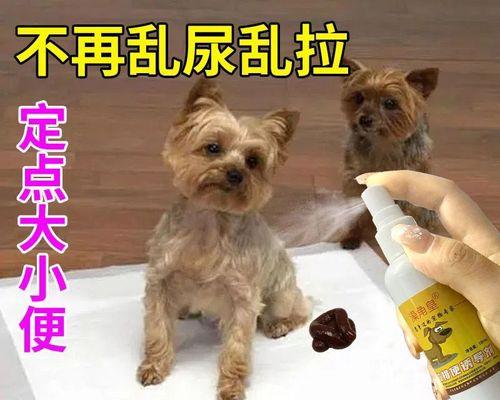 狗狗大便颜色异常怎么办？如何通过颜色判断健康状况？