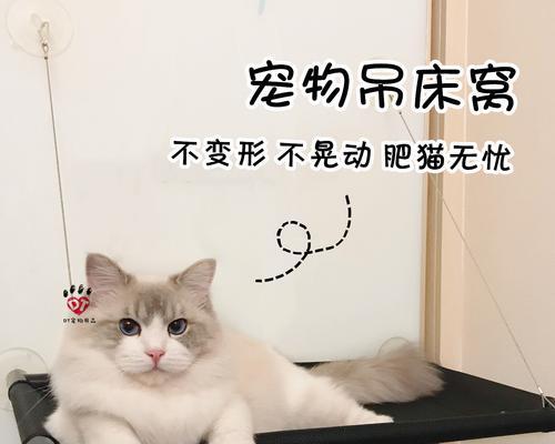 猫咪总是爬窗户怎么办？有效防止方法有哪些？