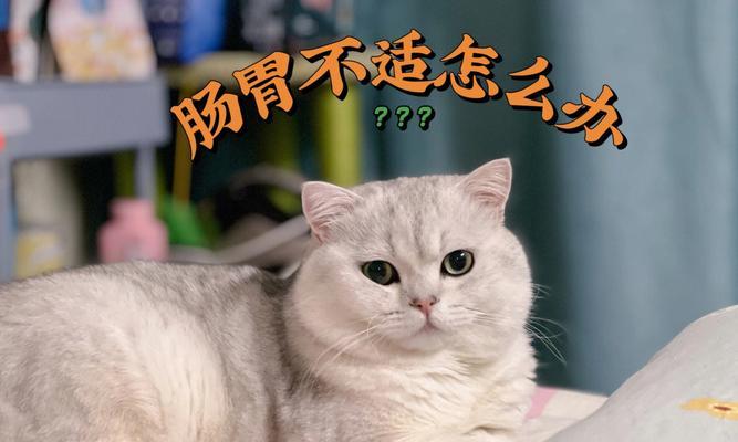 怎样给小猫调理肠胃？有效方法和注意事项是什么？