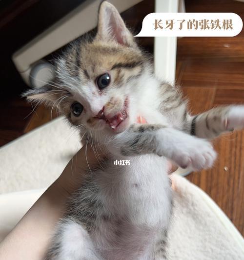 10天小猫人工喂养需要注意什么？如何确保健康成长？