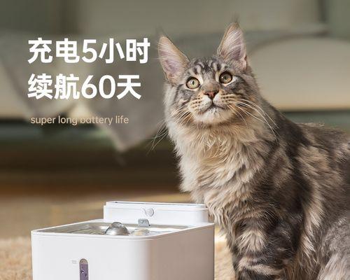 40多天的小猫需要喝水吗？如何正确引导小猫饮水？