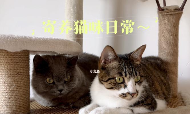 45天的小猫适合寄养吗？寄养期间需要注意什么？