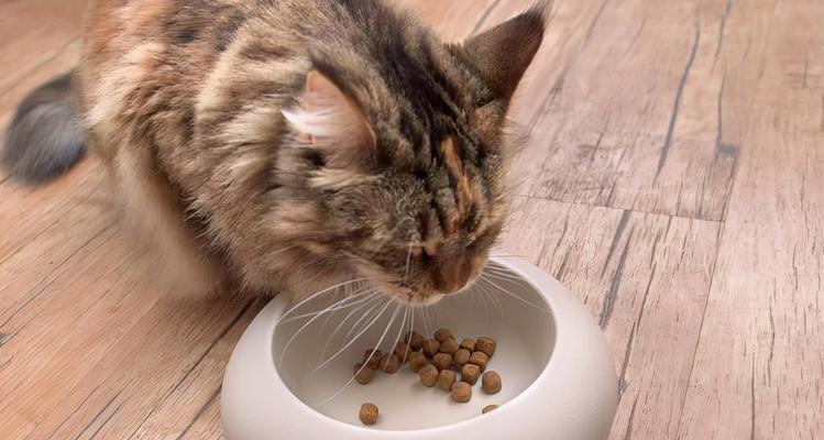 4个月小猫可以吃米饭吗？喂食米饭的正确方法是什么？