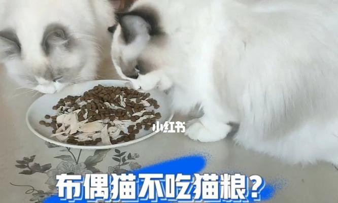 5个月布偶猫粮选择指南：什么牌子最健康？