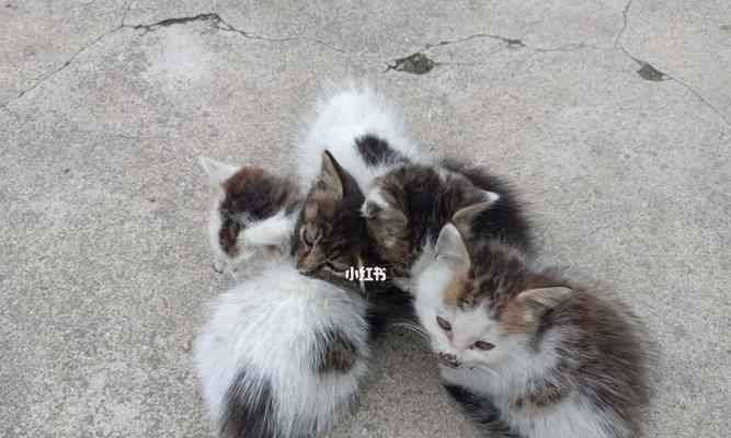 抱养流浪猫怎么抱起来？安全抱猫的正确方法是什么？