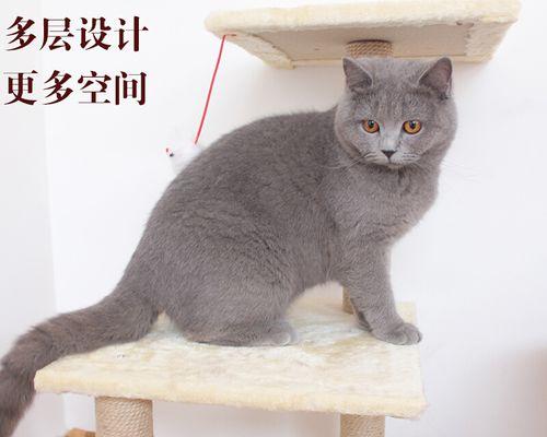 被普通的猫抓了怎么办？如何正确处理猫抓伤？