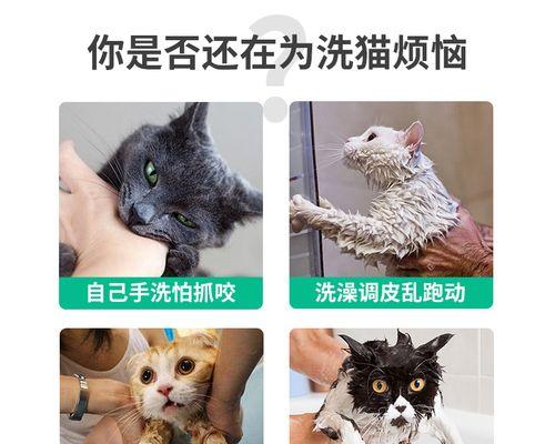 被普通的猫抓了怎么办？如何正确处理猫抓伤？