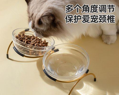 玻璃猫怀孕时会有哪些明显变化？如何照顾怀孕的玻璃猫？