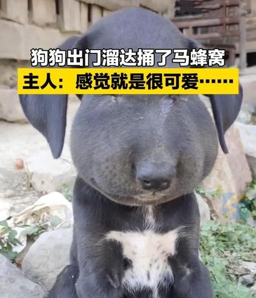 成犬换了新主人怎么办？如何帮助狗狗适应新环境？