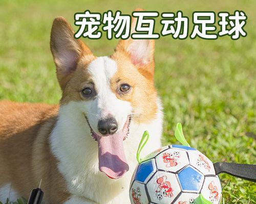 宠物犬咬主人怎么处理？如何预防和应对宠物攻击行为？