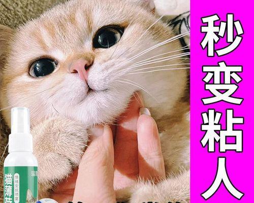 猫咪打架后如何安抚？安抚猫咪的有效方法是什么？