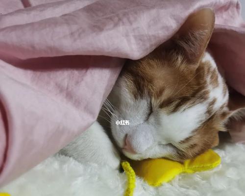 打扰猫咪睡觉会怎么样？猫咪睡眠被打扰会有哪些反应？