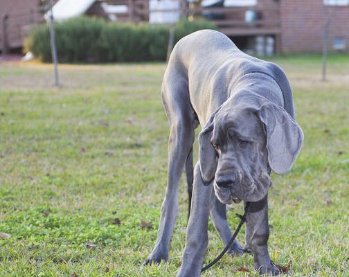 大丹犬串比特犬是什么样子？它们的特征有哪些？