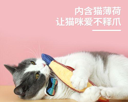 带猫出去玩时如何处理猫咪排便问题？