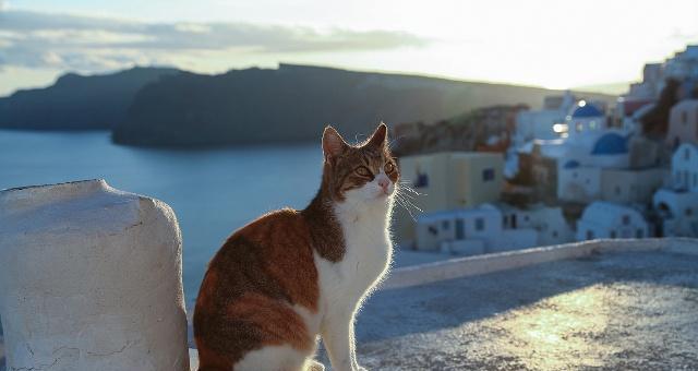 带猫外出旅行应该带什么？图解猫咪旅行必备清单！