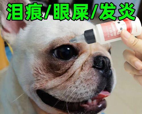 斗牛犬流眼屎是什么病？如何处理和预防？