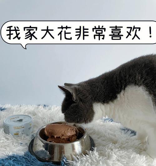 多大的小猫适合开始吃干粮？喂食干粮的正确时机是什么？