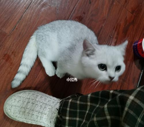 二个月大的猫咪怎么养？新手养猫常见问题解答？