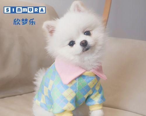 刚出生的小狗叫什么犬？如何选择适合的犬种名称？