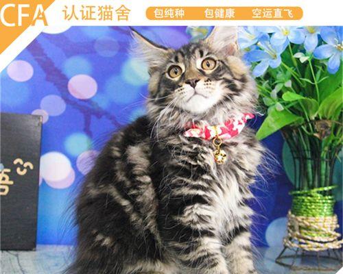 刚买的猫咪需要接种哪些疫苗？疫苗接种的正确流程是什么？