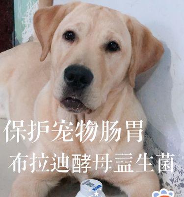 给狗狗补充益生菌的正确方法和注意事项是什么？