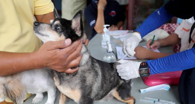 给狗狗打狂犬疫苗时应该注意哪些事项？