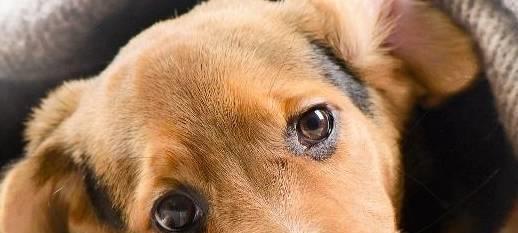 狗得犬瘟死了怎么处理？宠物主人应采取哪些措施？