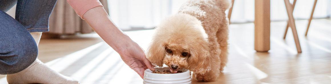 狗饿了是不是什么都吃？宠物喂食的正确方法是什么？