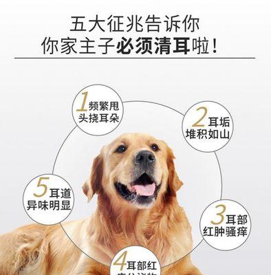 狗耳朵不立用什么工具？如何帮助狗狗耳朵竖立？