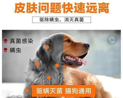 狗狗被撞伤后应该喂什么药？如何正确处理宠物受伤情况？