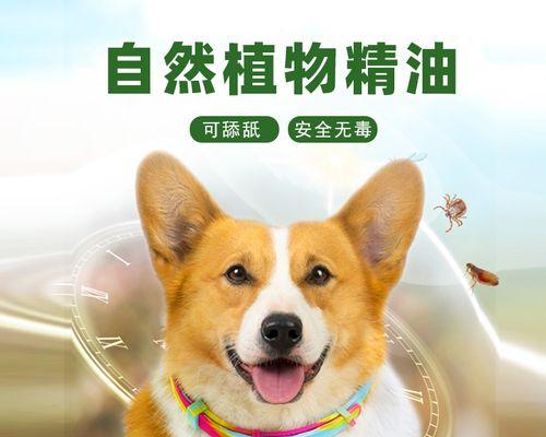 狗狗被蜱虫咬伤了怎么办？有效治疗方法有哪些？