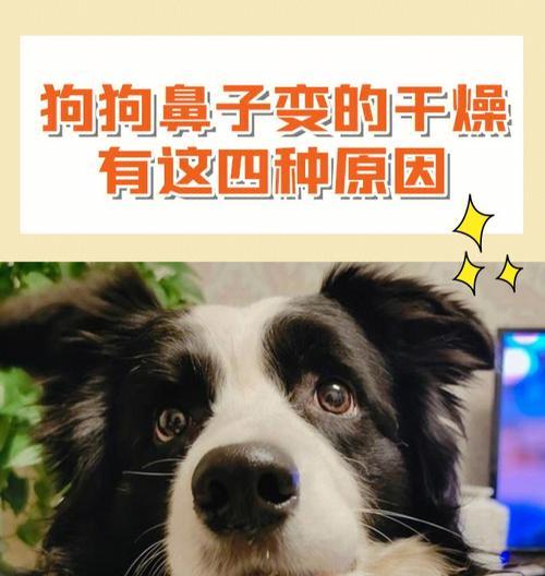 狗狗鼻子干是疾病信号吗？如何正确判断？